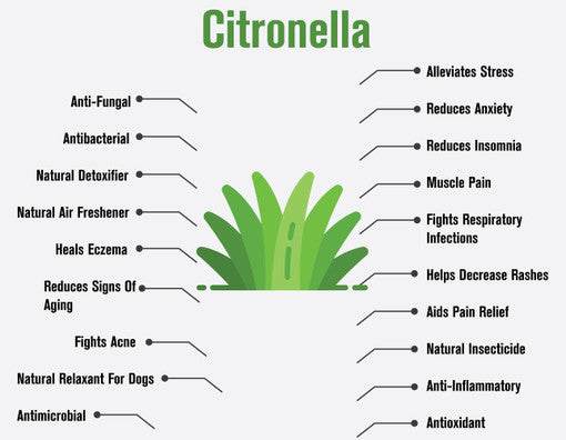 Citronella Essential Oil