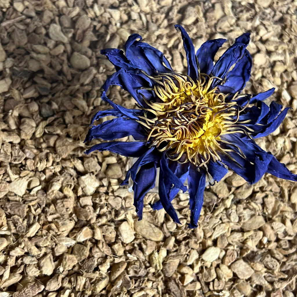 Blue Lotus Whole Flower