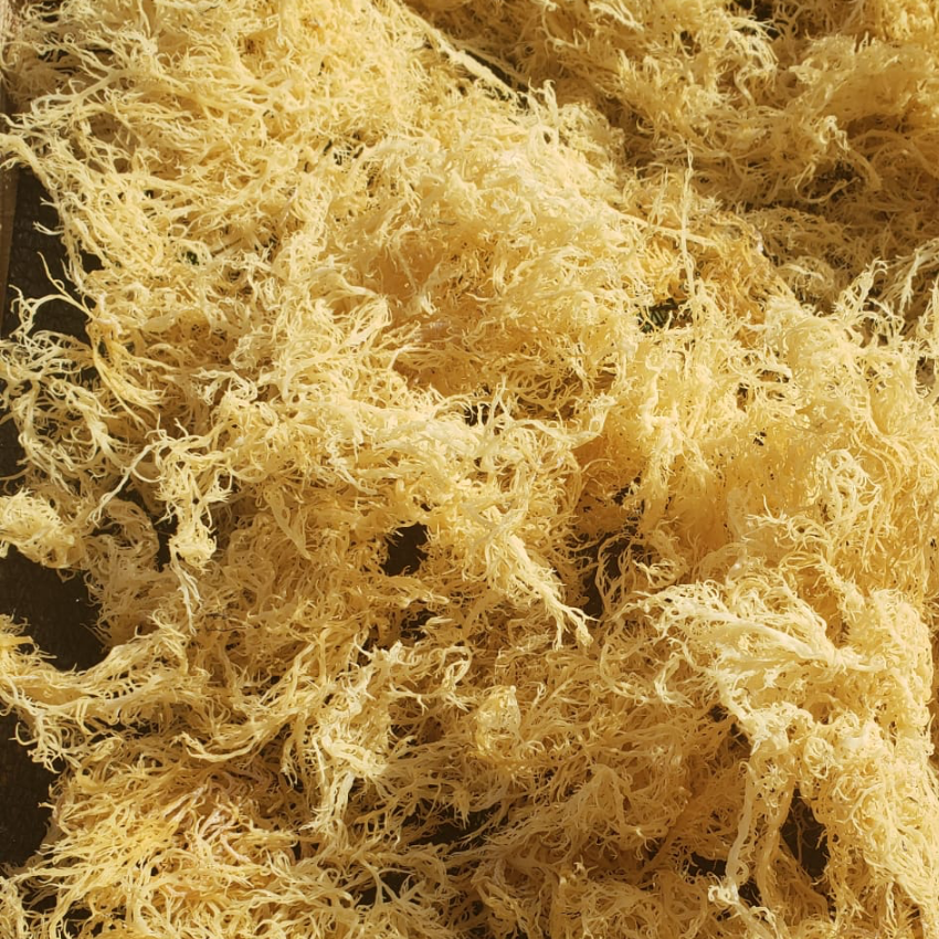 Gold Sea Moss (Dry) -  Wildcrafted From Caribbean 4oz