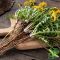 Dandelion Root C/S - 4oz