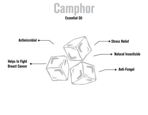 Camphor Essential Oil