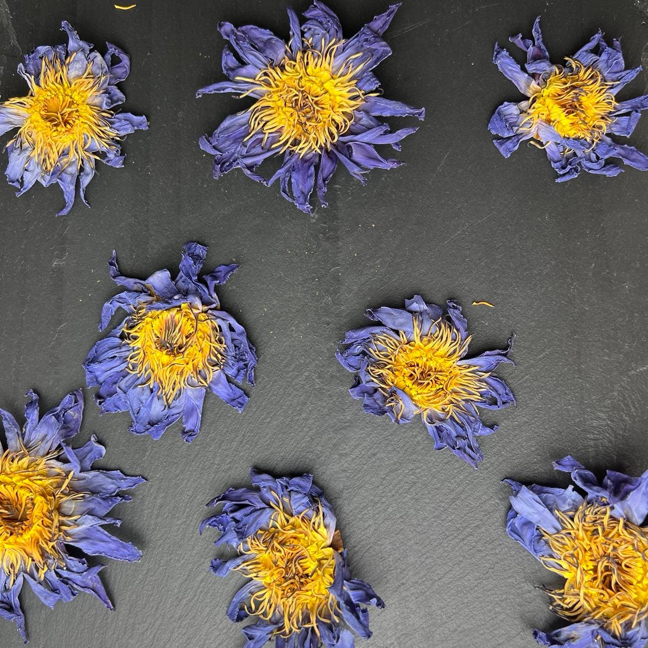 Blue Lotus Whole Flower
