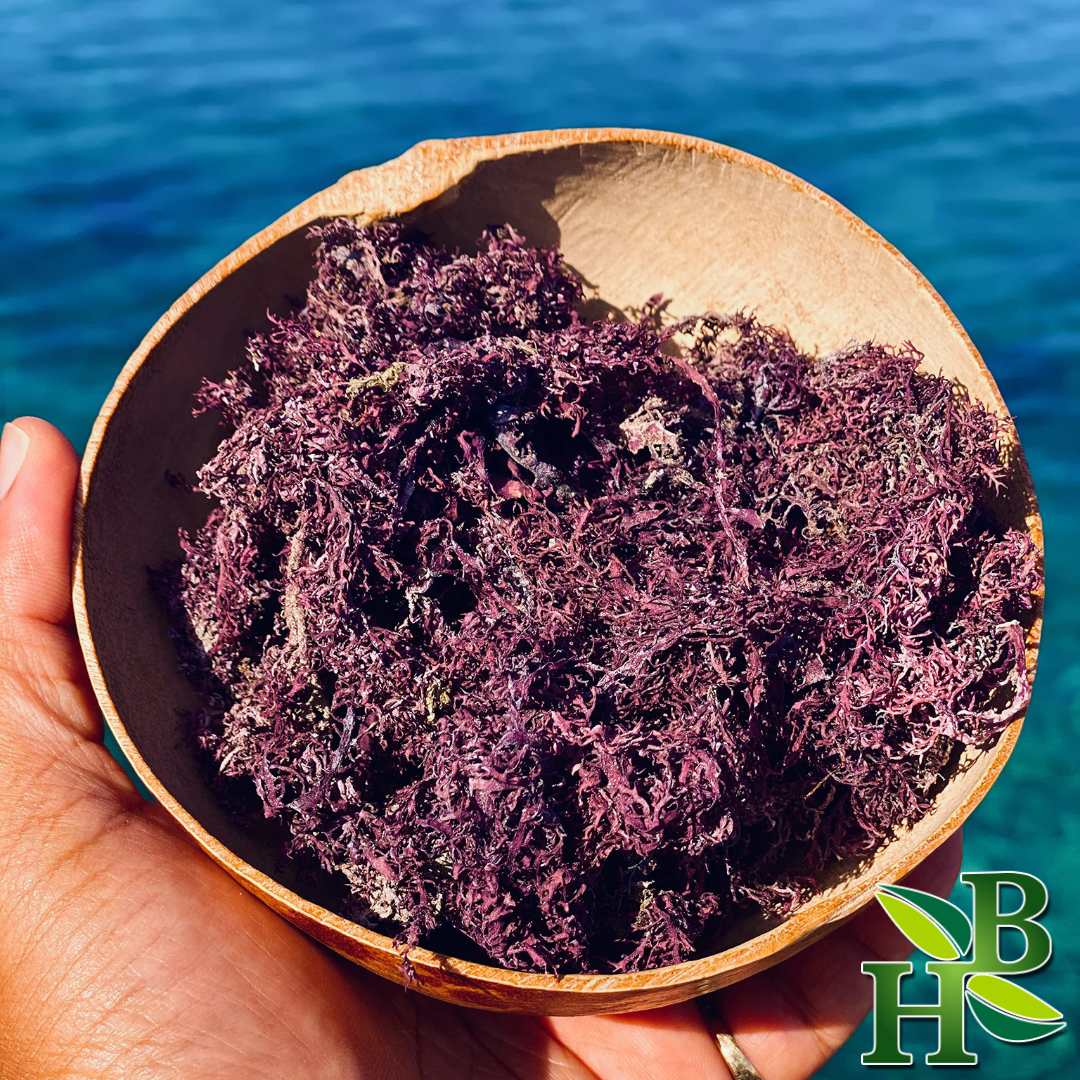 Wildcrafted Purple Sea Moss from Caribbean - 4oz